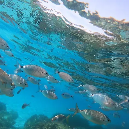 Sweet Simius Villasimius